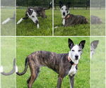 Small #1 American Pit Bull Terrier-Catahoula Leopard Dog Mix