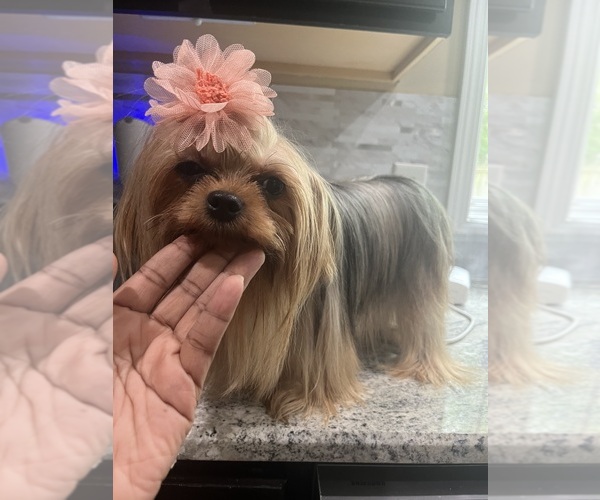 Medium Photo #1 Yorkshire Terrier Puppy For Sale in E FAYETTEVLLE, NC, USA