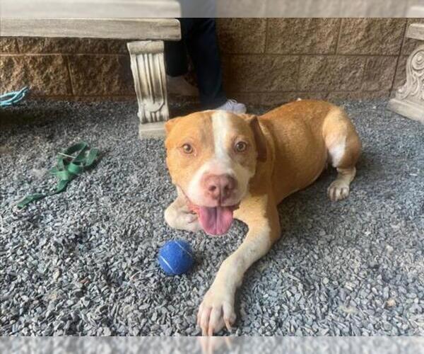 Medium Photo #2 American Pit Bull Terrier Puppy For Sale in Moreno Valley, CA, USA