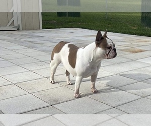 French Bulldog Puppy for sale in SEBRING, FL, USA