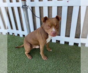 American Pit Bull Terrier Dogs for adoption in Modesto, CA, USA