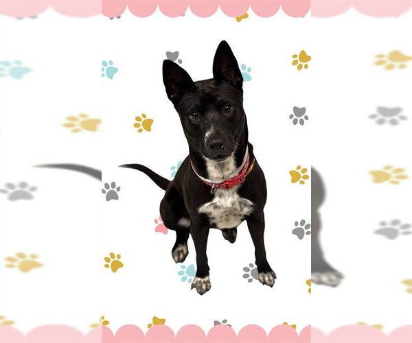 Medium Photo #2 Australian Kelpie-Unknown Mix Puppy For Sale in Conroe, TX, USA