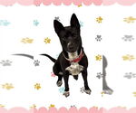 Small #1 Australian Kelpie Mix