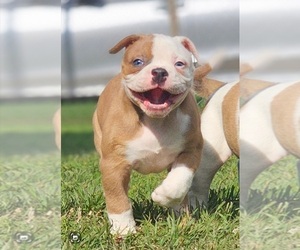 American Bulldog Puppy for Sale in TULSA, Oklahoma USA