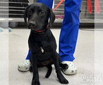 Small #1 Labrador Retriever Mix