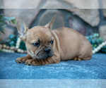 Small #2 French Bulldog