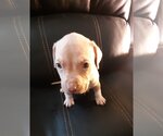 Small #24 American Pit Bull Terrier-American Staffordshire Terrier Mix