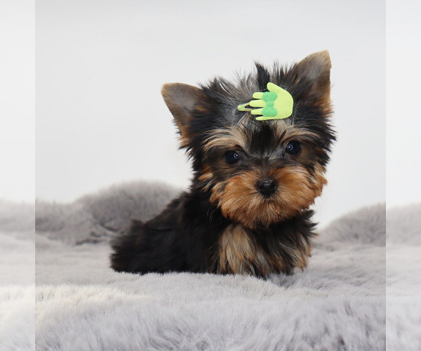 Medium Photo #1 Yorkshire Terrier Puppy For Sale in LOS ANGELES, CA, USA
