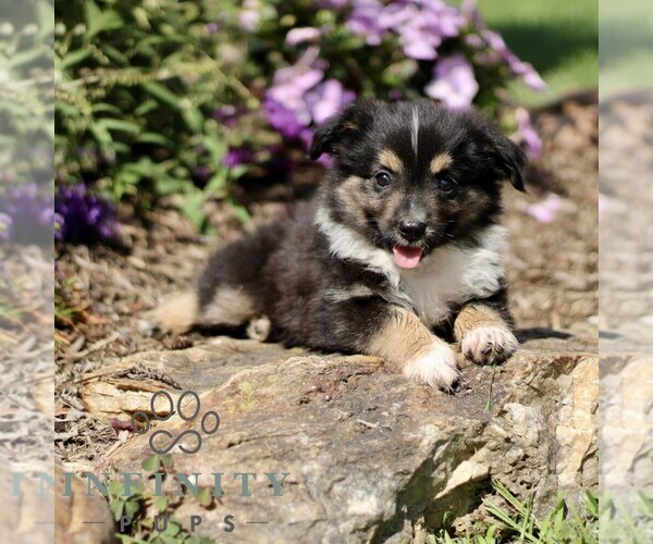 Medium Photo #2 Miniature Australian Shepherd Puppy For Sale in NEW PROVIDENCE, PA, USA