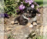 Small #1 Miniature Australian Shepherd