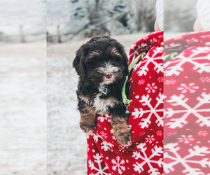 Cockapoo Puppy for Sale in VILLA RIDGE, Illinois USA