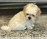 Small Photo #7 Zuchon Puppy For Sale in PEMBROKE, KY, USA