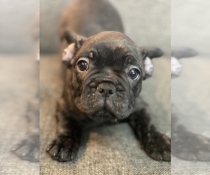 French Bulldog Puppy for sale in PLANO, TX, USA