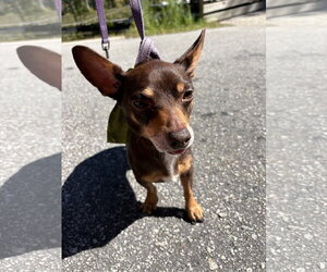 Matt - Male Chiweenie Dog for Adoption - Photo #3
