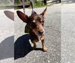 Small Photo #3 Chiweenie Puppy For Sale in Mount Pleasant, SC, USA