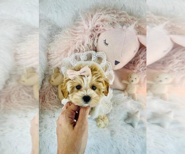 Medium Photo #6 Cavapoo (Toy) Puppy For Sale in NEW YORK, NY, USA