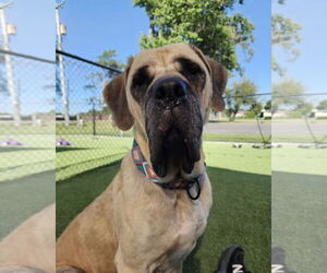 Mastiff Dogs for adoption in Valparaiso, IN, USA