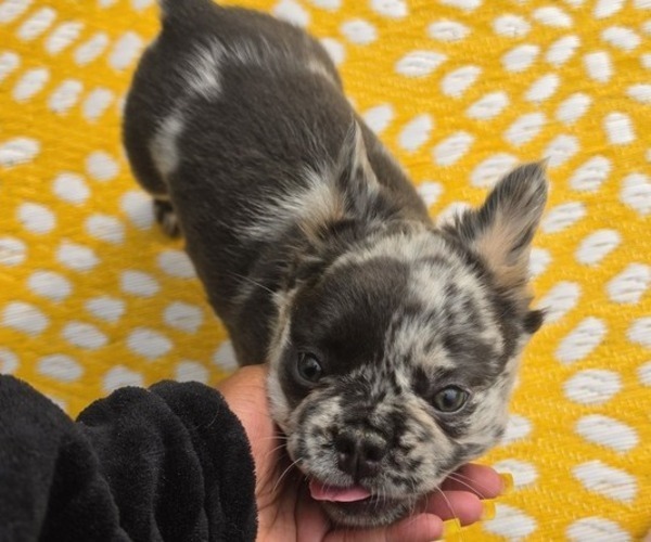 Medium Photo #5 French Bulldog Puppy For Sale in NEWPORT NEWS, VA, USA