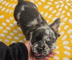 Small Photo #5 French Bulldog Puppy For Sale in NEWPORT NEWS, VA, USA