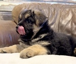 Small Photo #2 German Shepherd Dog Puppy For Sale in BRIGHTON, CO, USA