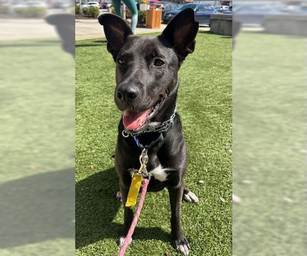 Medium Photo #11 Mutt Puppy For Sale in Rockaway, NJ, USA