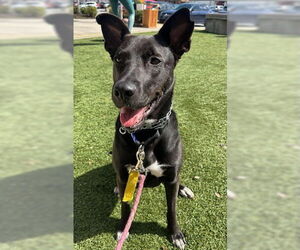 Mavi Lizman - Female Mutt Dog for Adoption - Photo #11