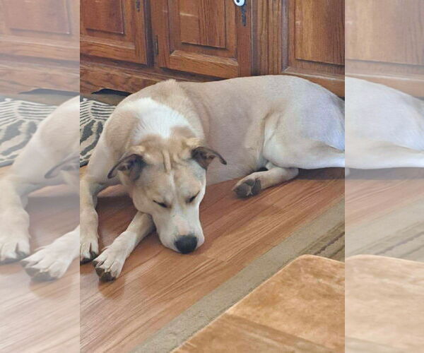 Medium Photo #3 Labrador Retriever-Siberian Husky Mix Puppy For Sale in Cedar Crest, NM, USA