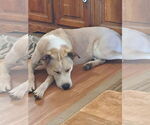 Small #2 Labrador Retriever-Siberian Husky Mix