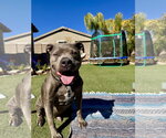 Small American Pit Bull Terrier Mix