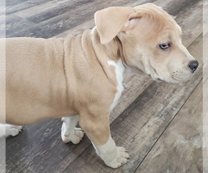 American Bully Puppy for sale in ELIZABETH, CO, USA