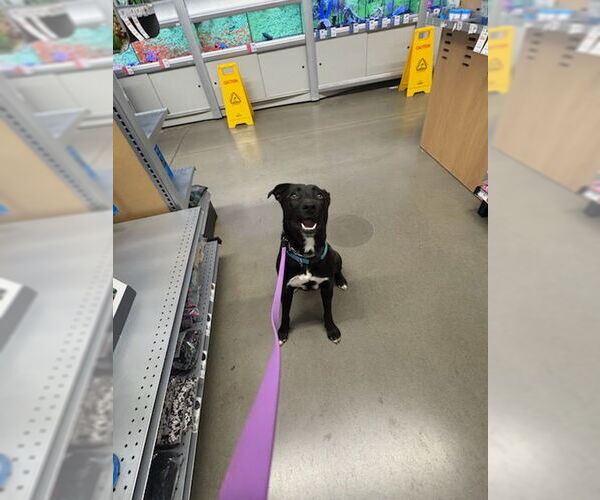 Medium Photo #3 Mutt Puppy For Sale in Calhoun, GA, USA