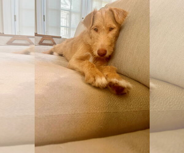Medium Photo #4 Mutt Puppy For Sale in Ridgefield, CT, USA
