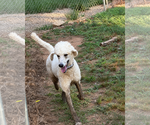 Small #2 Poodle (Standard) Mix