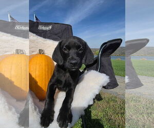 Labrador Retriever-Unknown Mix Dogs for adoption in SHERBURNE, NY, USA