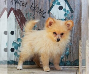 Pomeranian Puppy for sale in CEDAR LANE, PA, USA