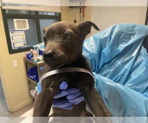 Labrador Retriever-Unknown Mix Dogs for adoption in Pasadena, CA, USA