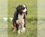 Small Photo #1 Bernedoodle (Miniature) Puppy For Sale in LITITZ, PA, USA