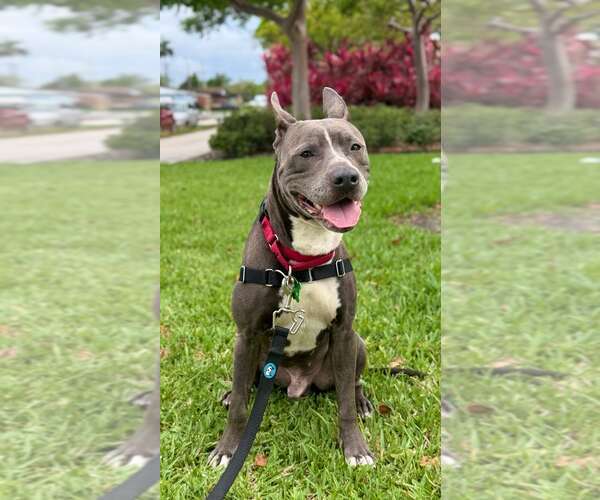 Medium Photo #2 Mutt Puppy For Sale in Pompano Beach , FL, USA