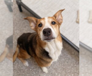 Beagle-Unknown Mix Dogs for adoption in Hilton Head, SC, USA