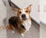 Pip Squeak - Female Beagle-Unknown Mix Dog for Adoption - Small photo
