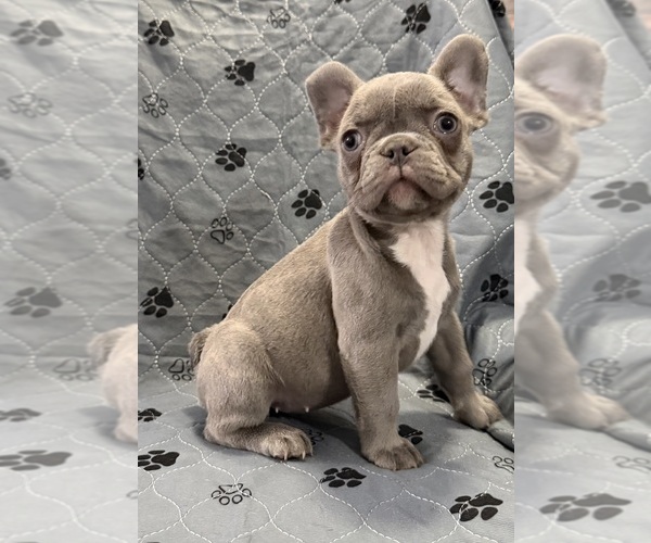 Medium Photo #32 French Bulldog Puppy For Sale in FOUNTAIN CITY, IN, USA