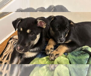 Six - Female Shepradors Dog for Adoption - Photo #9