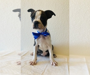 Boston Terrier Puppy for sale in SAN ANTONIO, TX, USA