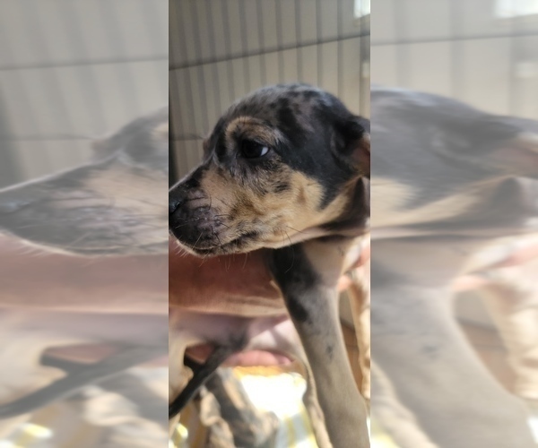 Medium Photo #1 Catahoula Bulldog Puppy For Sale in MIAMI BEACH, FL, USA