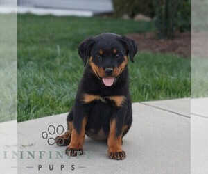 Rottweiler Puppy for sale in CHRISTIANA, PA, USA