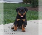 Small Rottweiler