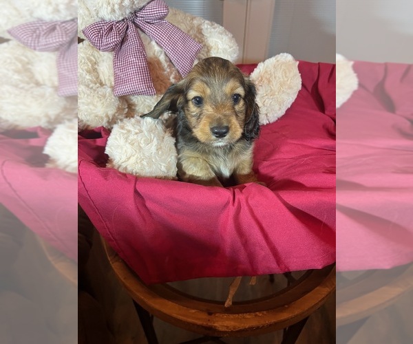 Medium Photo #1 Dachshund Puppy For Sale in WELLINGTON, AL, USA