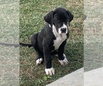 Small Photo #1 Great Dane Puppy For Sale in ROCKINGHAM, NC, USA