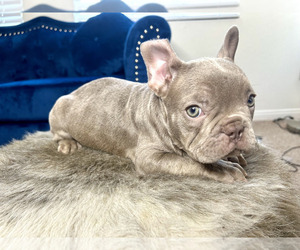 French Bulldog Puppy for sale in ATLANTA, GA, USA