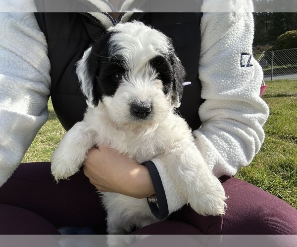 Medium Photo #45 Aussiedoodle Puppy For Sale in BREMERTON, WA, USA